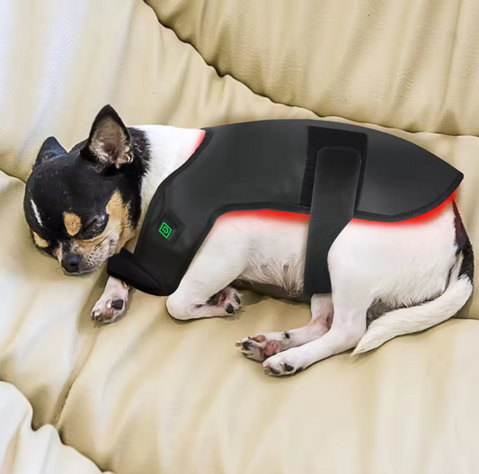 Small dog wearing an Infrared therapy vest for medium dogs on a beige couch