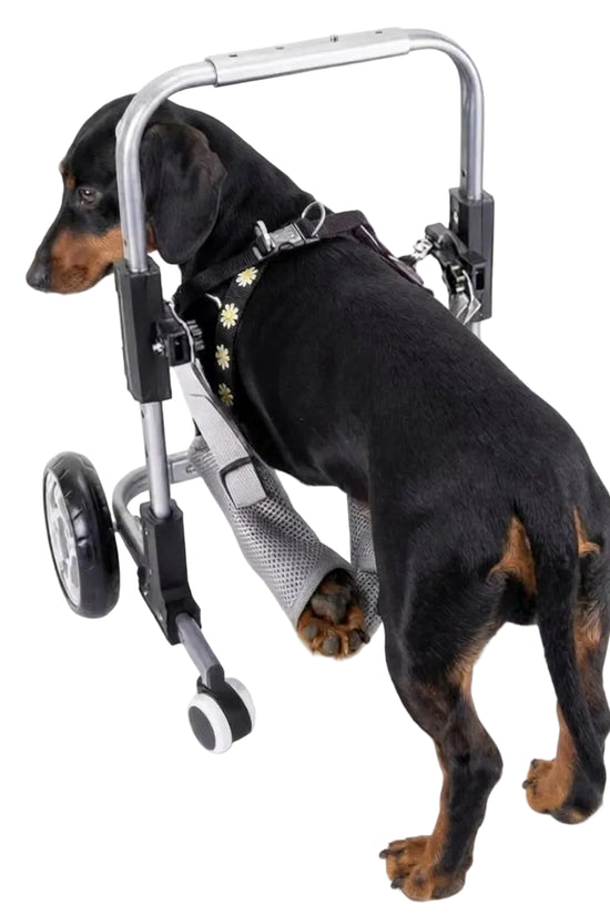 FrontRise Mini - Four-Wheel Front-Leg Wheelchair for Small Dogs