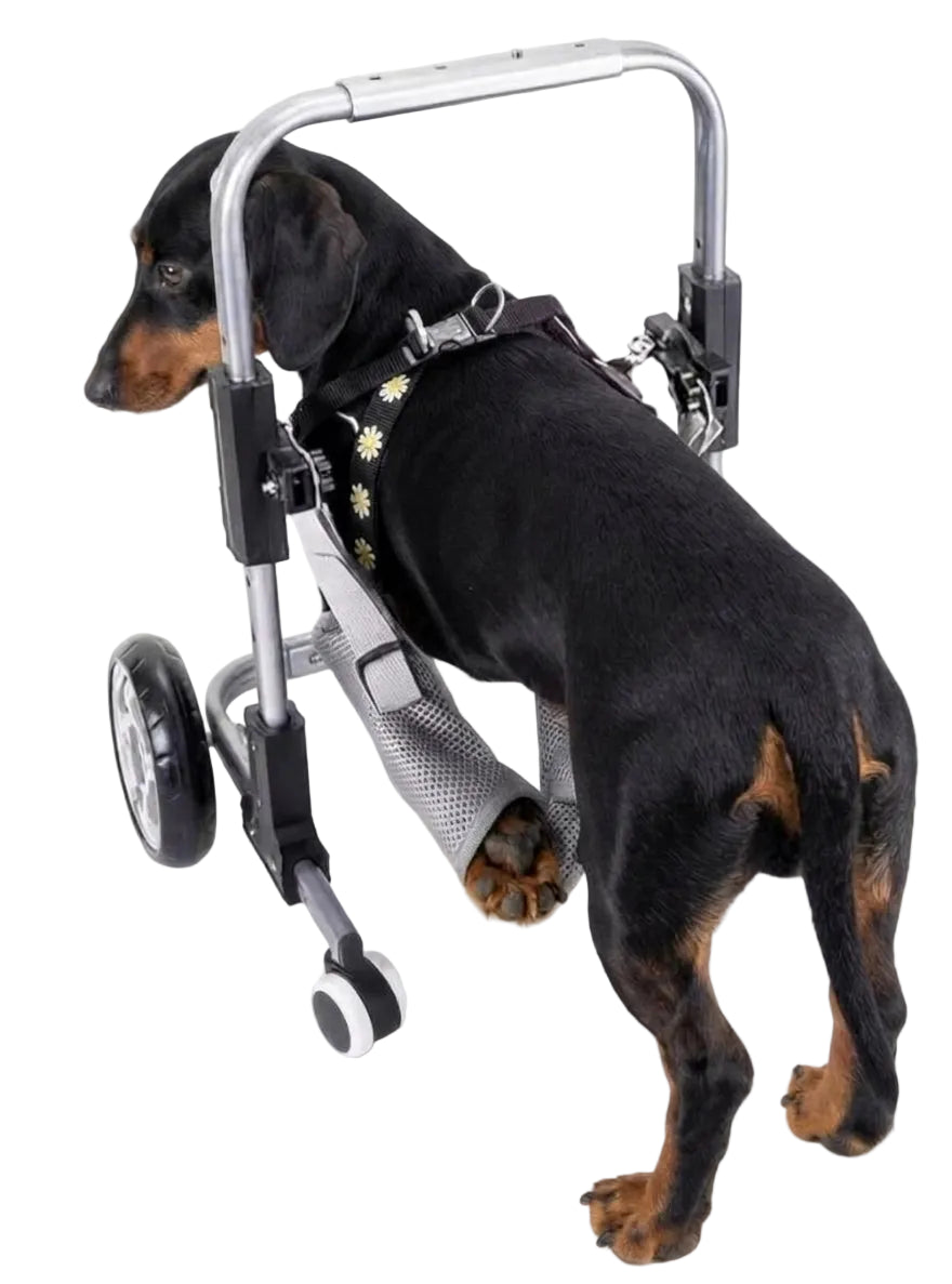 FrontRise Mini - Four-Wheel Front-Leg Wheelchair for Small Dogs