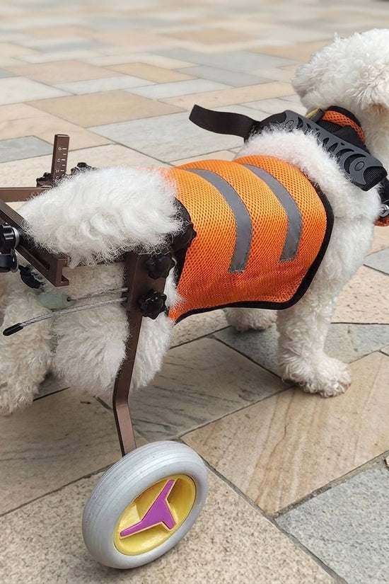 Small white dog using Freedom Walker wheelchair outdoors – Orange Vest & Brown Frame, side view on paved walkway