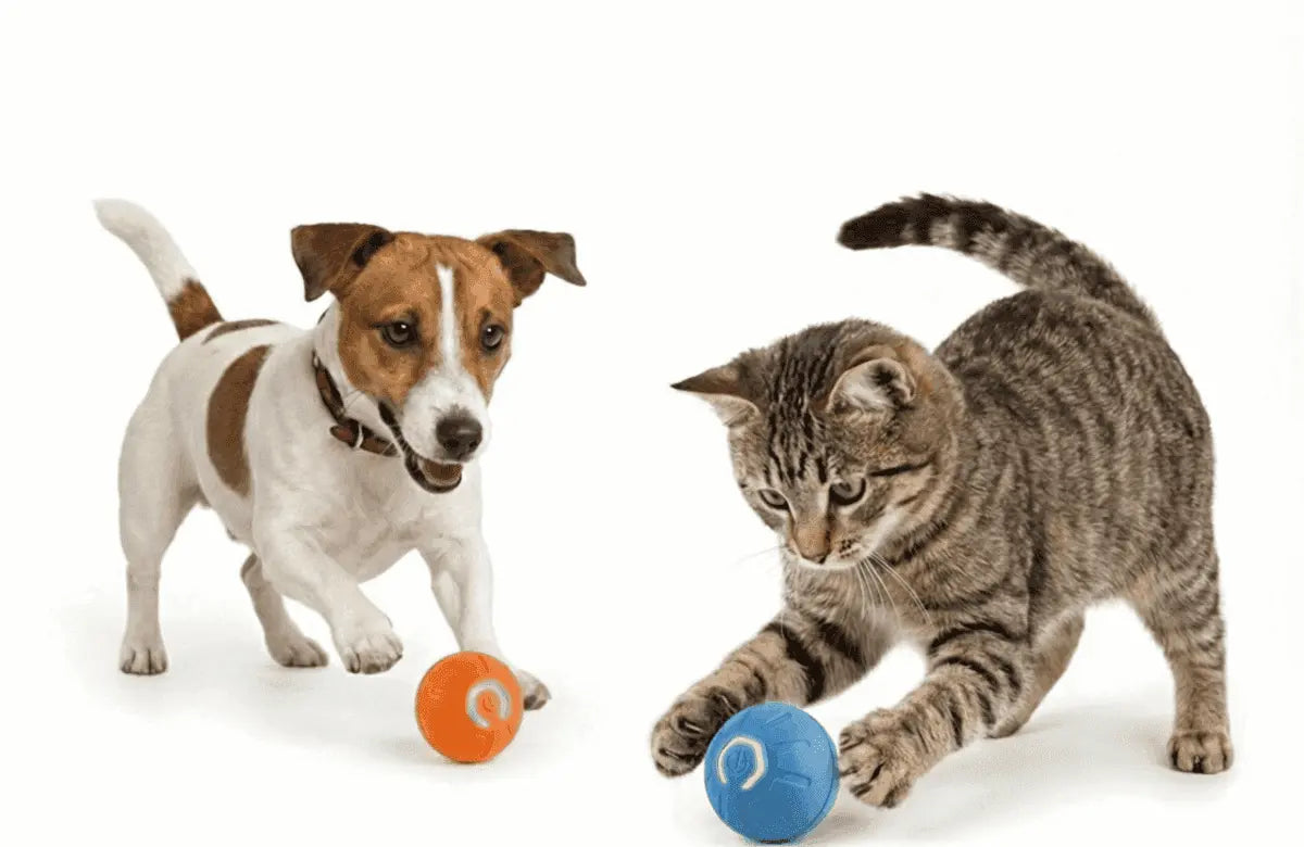 Dog and cat playing with colorful Smart Interactive Pet Balls on a white background