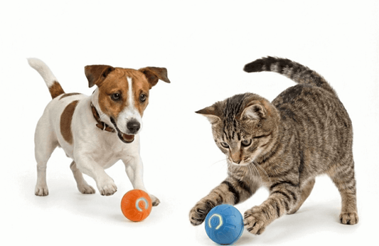 Dog and cat playing with colorful Smart Interactive Pet Balls on a white background