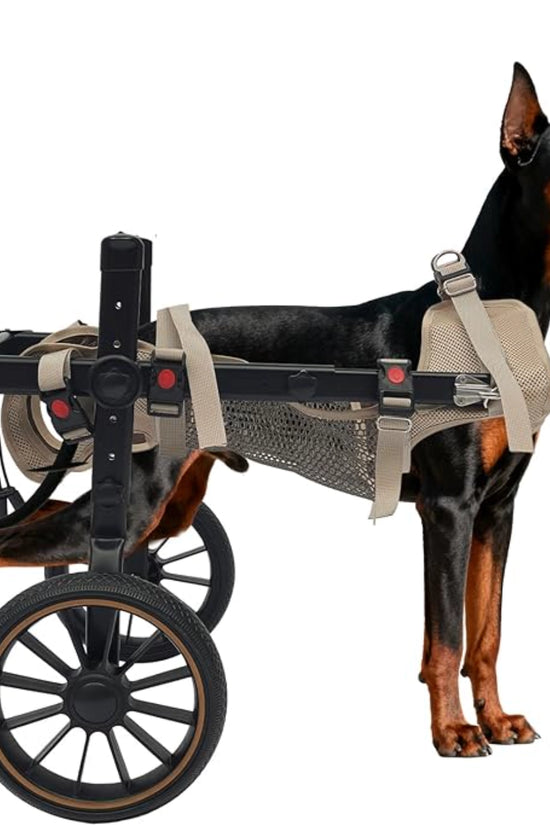 Doberman using rehabilitation dog wheelchair with hind legs supported in mesh cradle