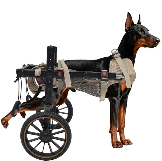Doberman using rehabilitation dog wheelchair with hind legs supported in mesh cradle