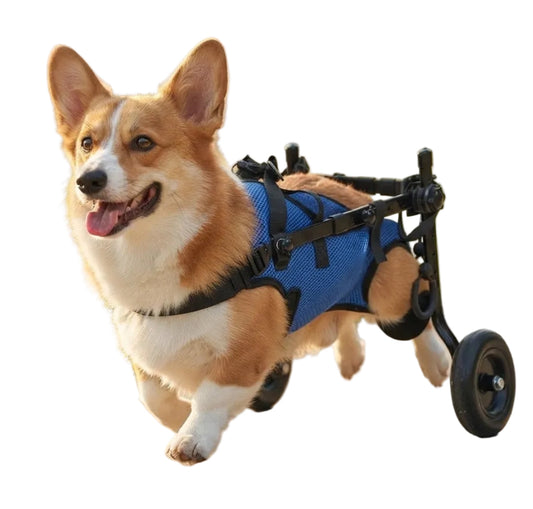 Loyal Stride Cart – Dog Wheelchair for Small to Medium Dogs