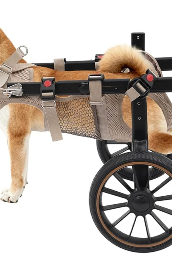 Shiba Inu in Rehabilitation dog wheelchair, side view, hind legs elevated