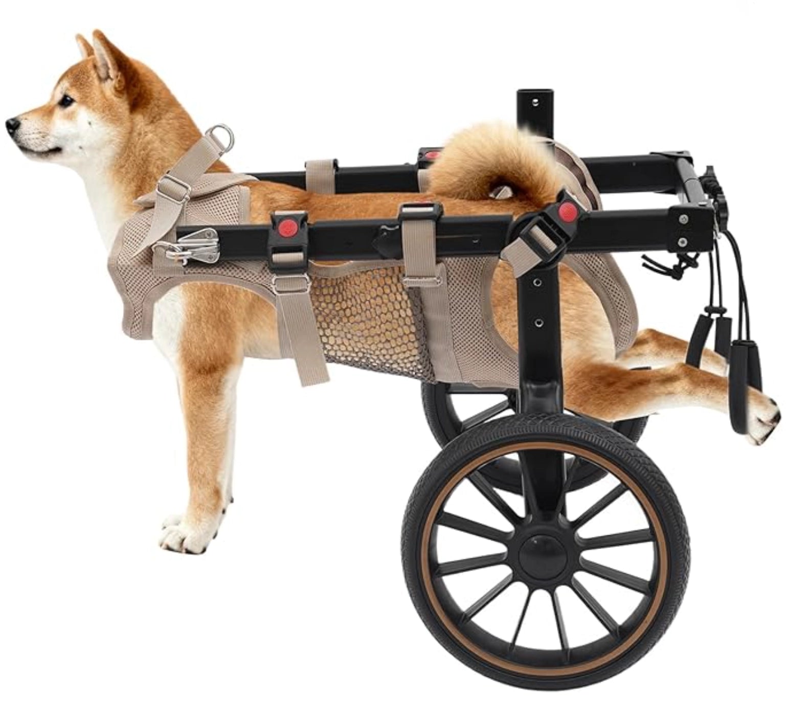 Shiba Inu in Rehabilitation dog wheelchair, side view, hind legs elevated