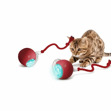 Cat playing with a red Auto-Roll Interactive Pet Ball on a white background