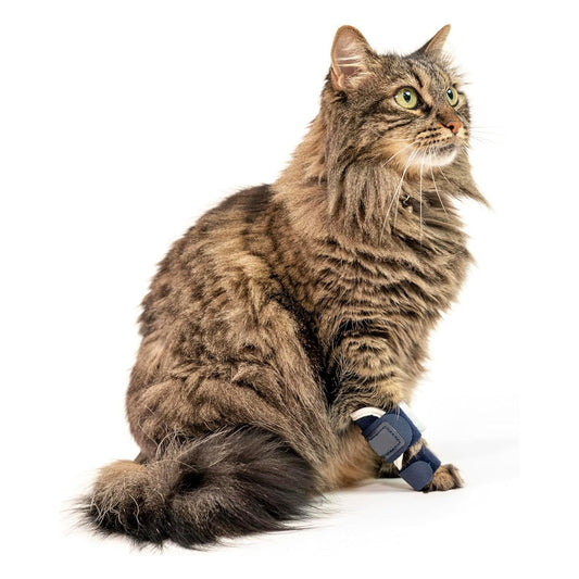 Cat Foreleg Injury Support Brace