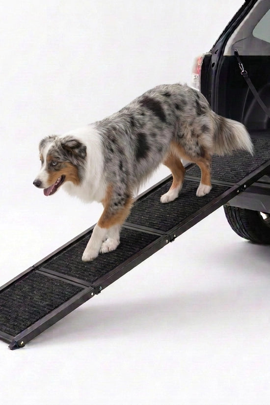 Australian Shepherd walking down the TravelBridge folding dog car ramp with a black carpet surface against a white background.