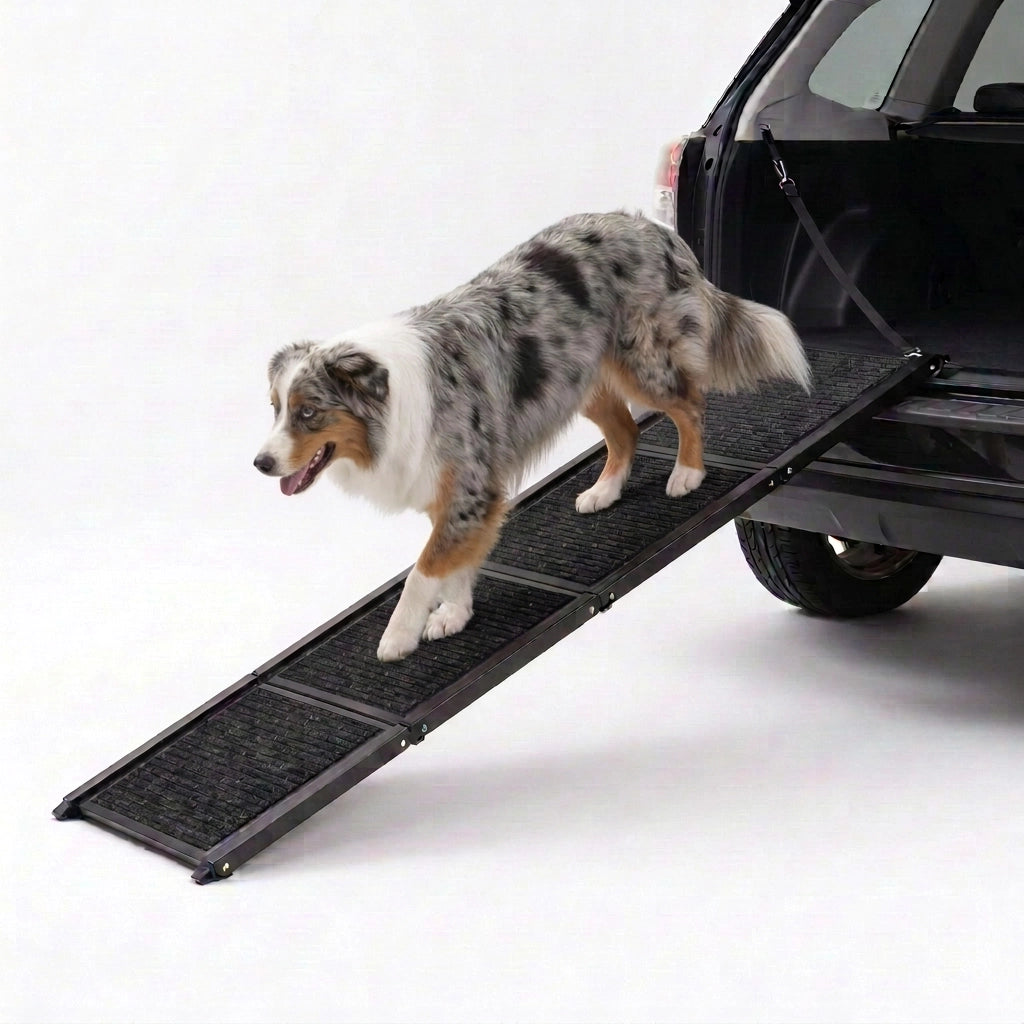 Australian Shepherd walking down the TravelBridge folding dog car ramp with a black carpet surface against a white background.