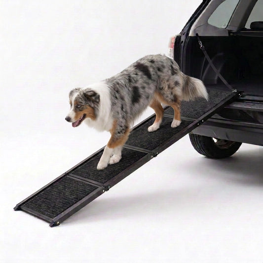 Australian Shepherd walking down the TravelBridge folding dog car ramp with a black carpet surface against a white background.