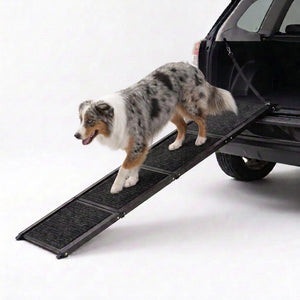Australian Shepherd walking down the TravelBridge folding dog car ramp with a black carpet surface against a white background.