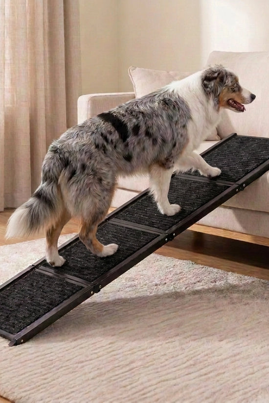 Australian Shepherd walking up the TravelBridge dog ramp with a black carpet surface toward a sofa.