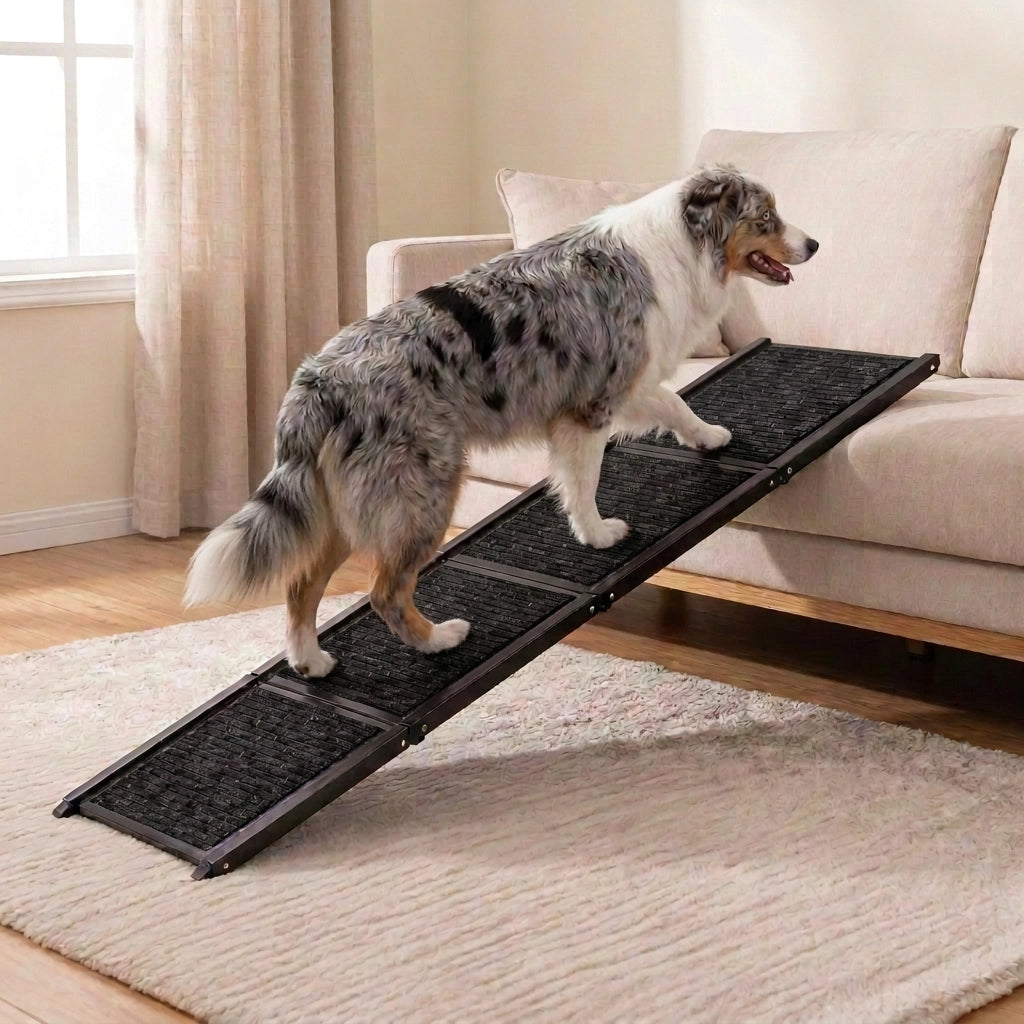 Australian Shepherd walking up the TravelBridge dog ramp with a black carpet surface toward a sofa.