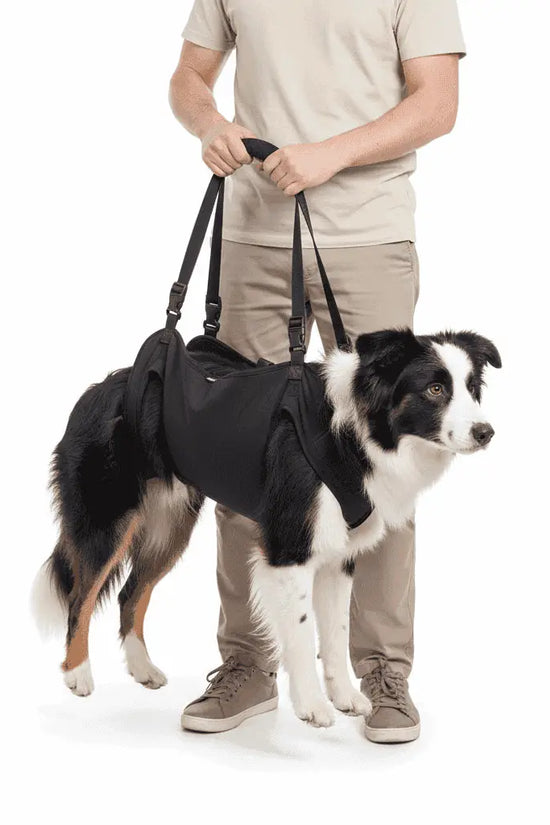 Dog wearing a Dog Mobility Support Harness with a person holding it on a white background