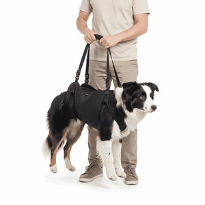 Dog wearing a Dog Mobility Support Harness with a person holding it on a white background