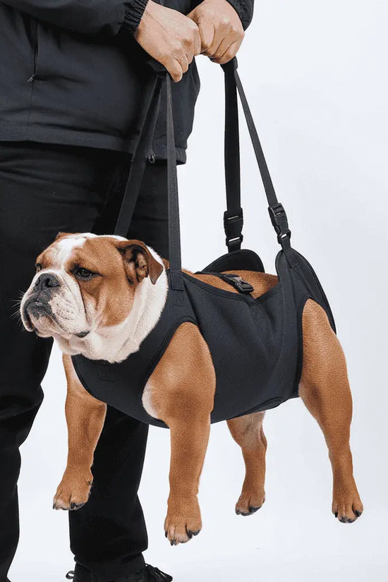 Dog wearing a Dog Mobility Support Harness being held by a person on a white background