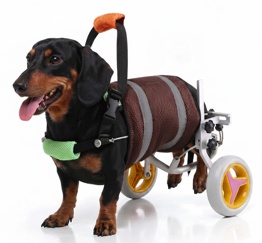 Dachshund dog using Freedom Walker dog wheelchair – Brown Vest & Silver Frame, side view on white background.