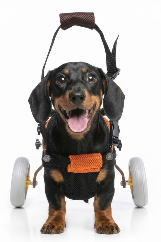 Freedom Walker dog wheelchair – Orange Vest & Brown Frame, side view without dog showing full wheelchair assembly