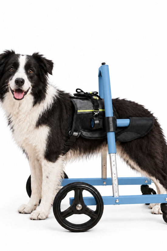 Border Collie standing on all four legs wearing the FrontRise Pro front-leg wheelchair with a matte blue frame, three-quarter front view on a white background.