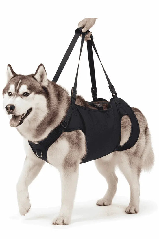 Husky dog wearing a Dog Mobility Support Harness, standing on a white background