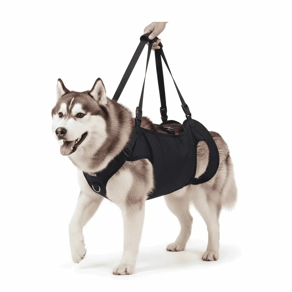 Husky dog wearing a Dog Mobility Support Harness, standing on a white background