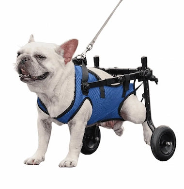 Dog wearing Loyal Stride Cart wheelchair with blue harness on white background