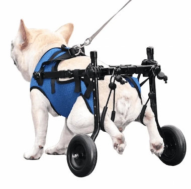 Dog wearing Loyal Stride Cart wheelchair with blue harness on white background