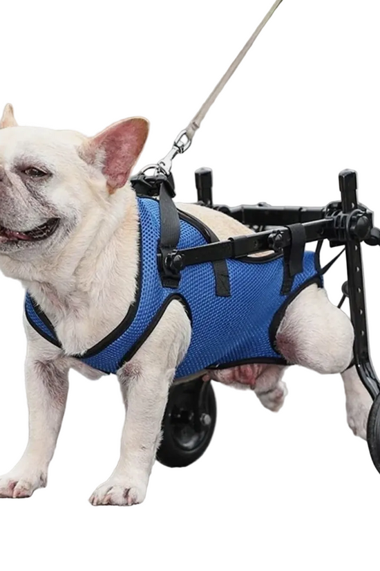 Dog wearing Loyal Stride Cart wheelchair with blue harness on white background
