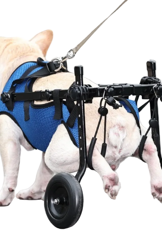 Dog wearing Loyal Stride Cart wheelchair with blue harness on white background