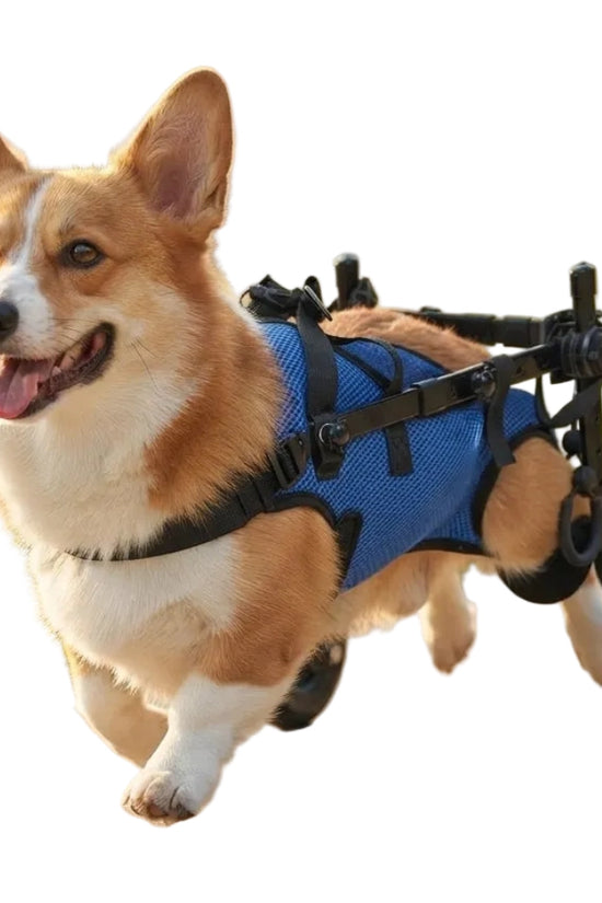 Corgi dog walking in Loyal Stride Cart wheelchair – blue hind leg support wheelchair for small to medium dogs