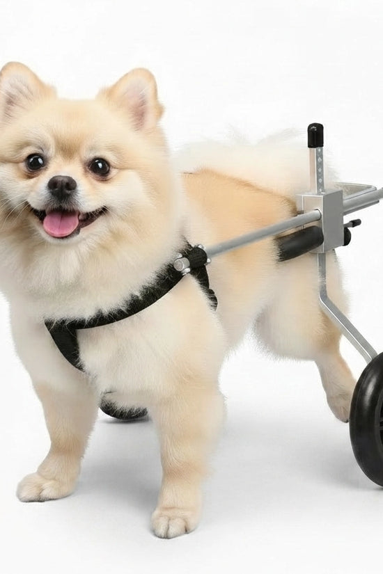 Pomeranian dog using Nano Stride Cart hind-leg wheelchair on white background