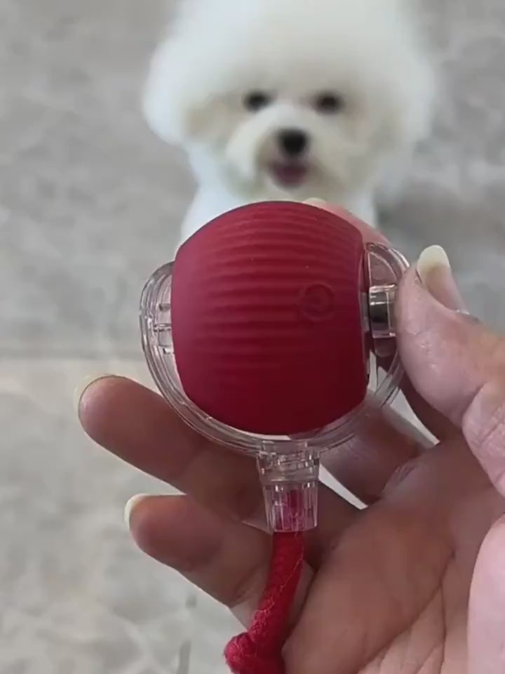 Video of the Auto-Roll Interactive Pet Ball in Action - Touch-Activated Rolling 