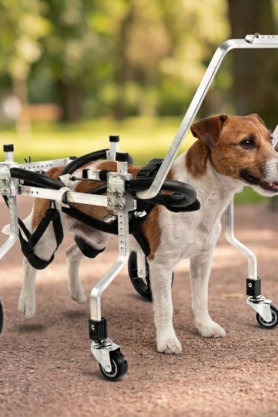 Jack Russell using the QuadStride four-wheel dog wheelchair on a sunny park path