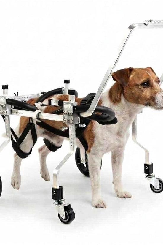Jack Russell using the QuadStride four-wheel dog wheelchair on a white background