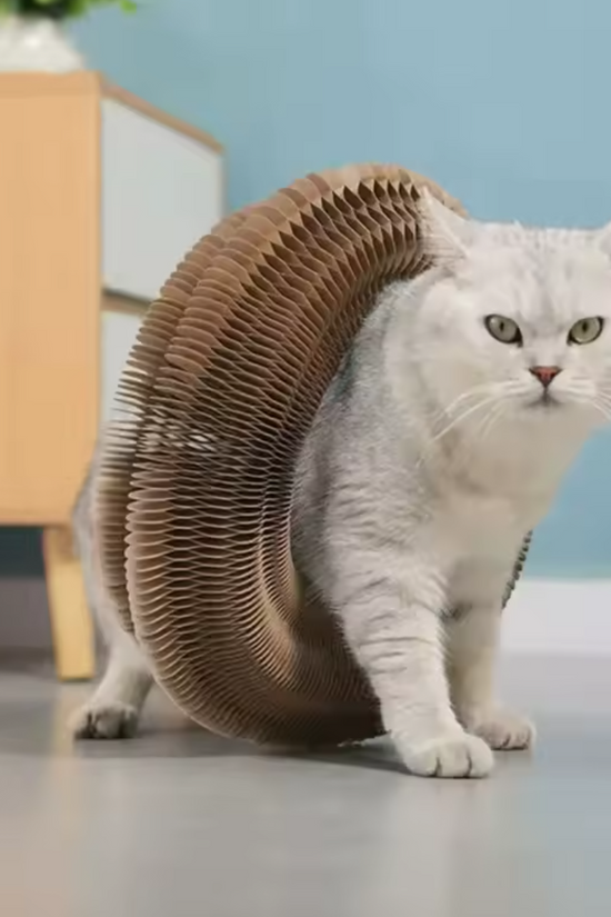Cat using a Cat Accordion Scratcher Toy in a home setting