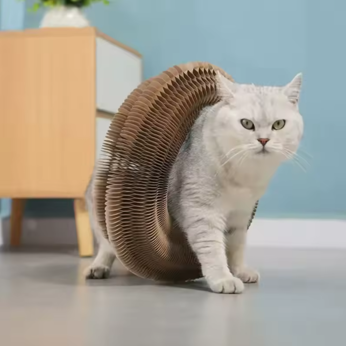 Cat using a Cat Accordion Scratcher Toy in a home setting