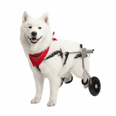 Canine Mobility Pro