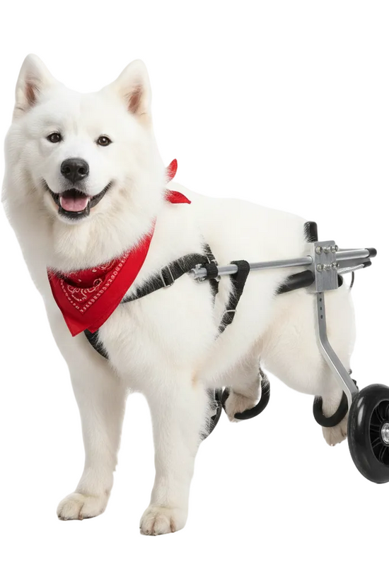 Canine Mobility Pro wheelchair for small to medium dogs - Samoyed with rear support