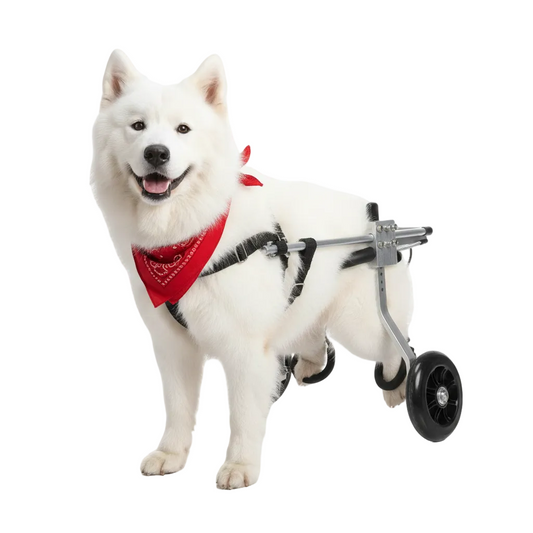 Canine Mobility Pro wheelchair for small to medium dogs - Samoyed with rear support